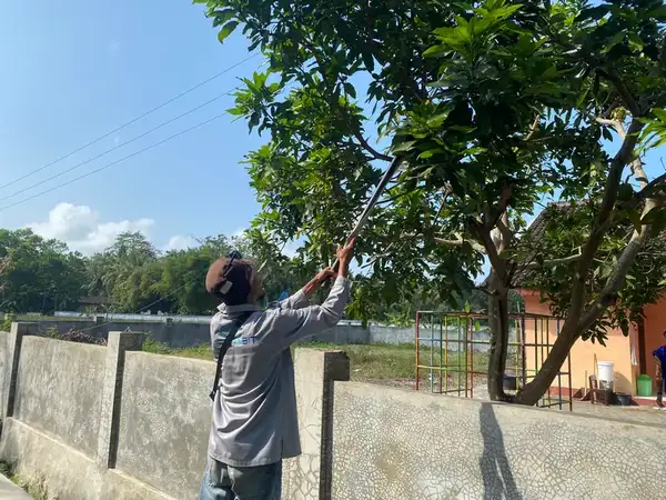 Teknisi merapikan jalur kabel dekat dahan pohon